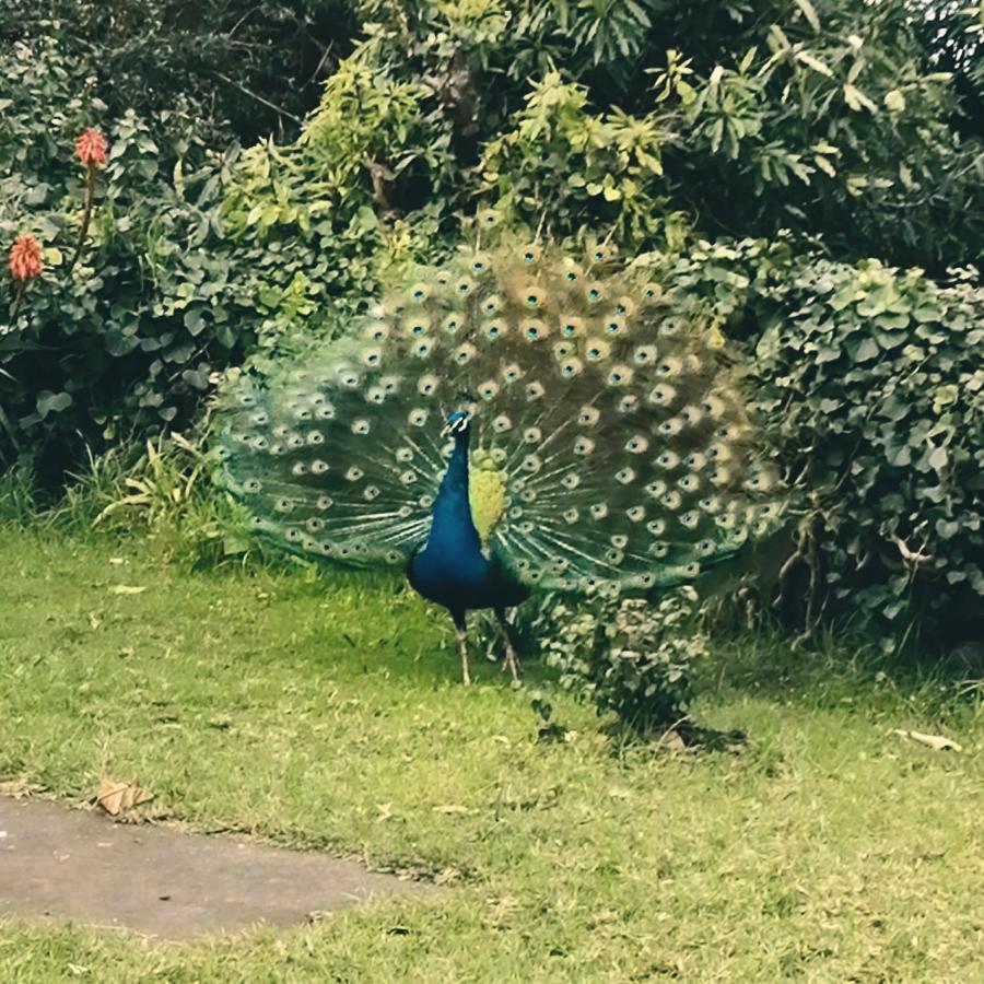 Quinta Das Almas São Roque do Pico Eksteriør billede