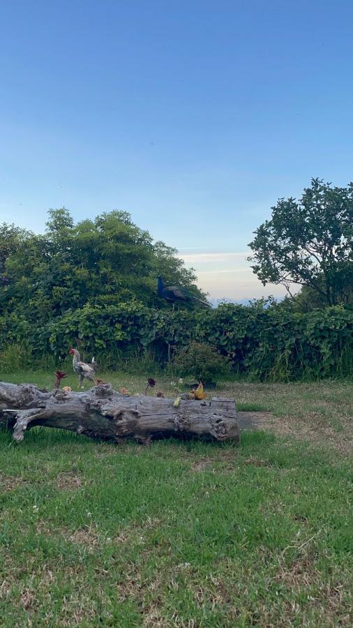 Quinta Das Almas São Roque do Pico Eksteriør billede