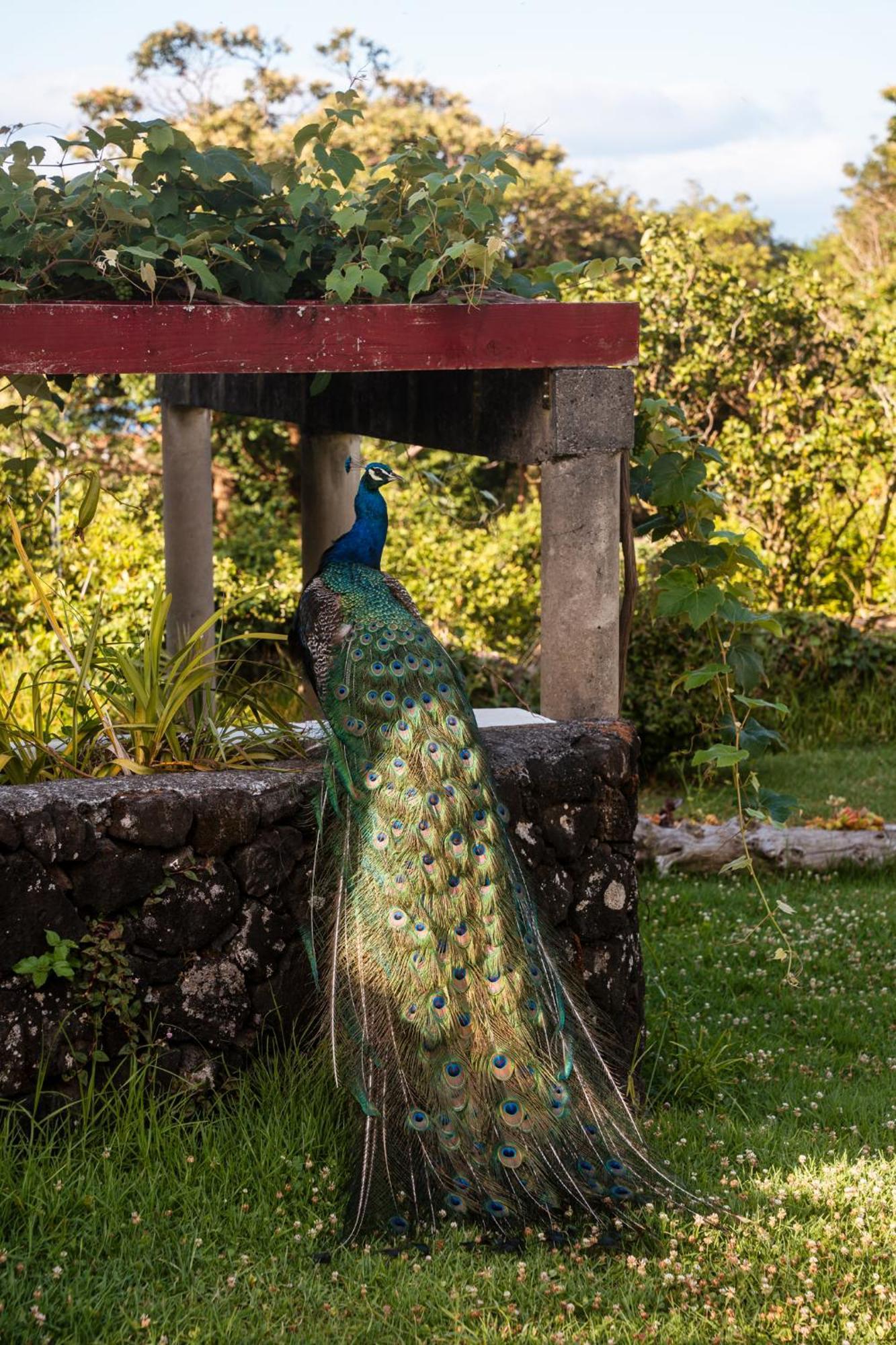 Quinta Das Almas São Roque do Pico Eksteriør billede