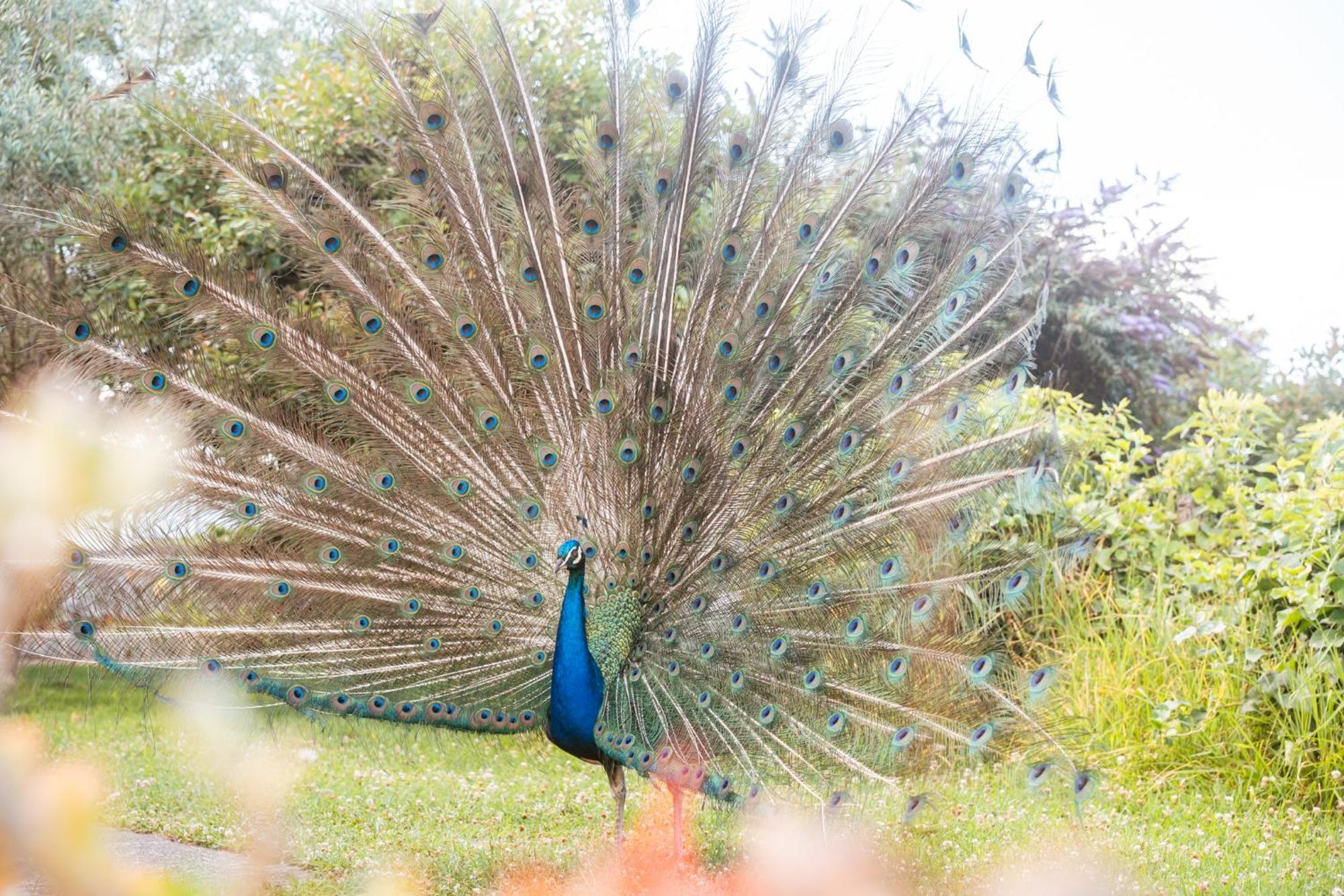 Quinta Das Almas São Roque do Pico Eksteriør billede